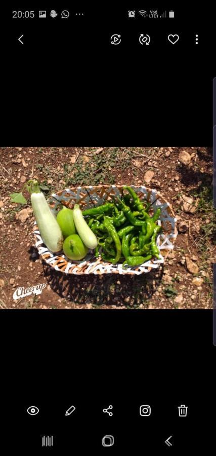 Trulli Selva E Natura Gio'.Ele Αλμπερομπέλο Εξωτερικό φωτογραφία